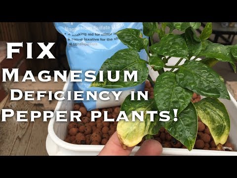 Dutch Bucket Pepper Plants 2 - (Fixing Magnesium Deficiency)