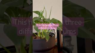 Mini Houseplant Tour #houseplanttour #planttour #indoorplants