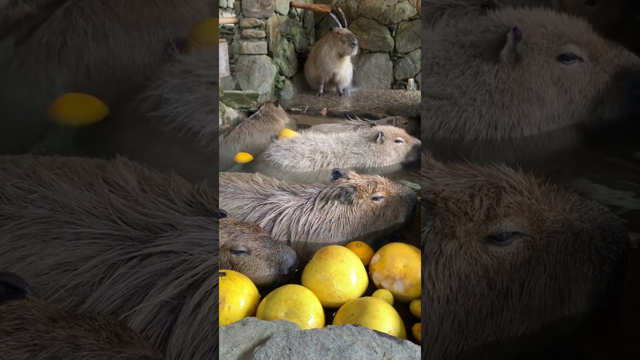 Take a bath Capybara カピバラ温泉