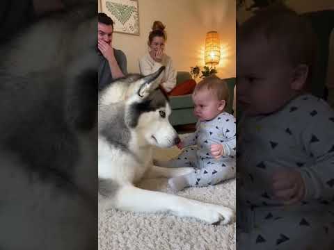 Husky: Fine! You win! I'll Go🤣🤣🤣