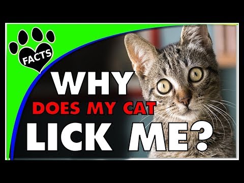 Why Does My Cat Always Lick Me? - Animal Facts (Re-upload) Cats 101