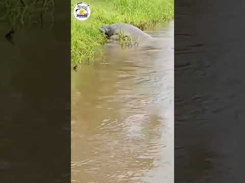 Hermoso Manatí se alimenta en las riveras del río, en San Juan de Nicaragua #animals #riosanjuan