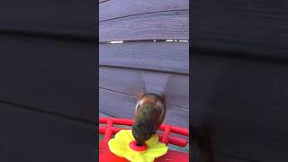 Download lagu Suara panggilan kawin burung kolibri #migrasi #suaraburung #panggilanburung #trendingshorts mp3