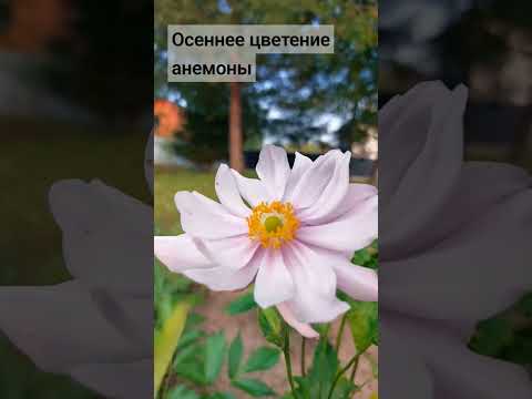 фото анемона розовая махровая 0