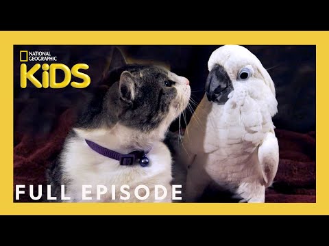 Unlikely Animal Friends Full Episode 🐱🦜 | The Tale of a Cockatoo and the Kitty Cat | @natgeokids