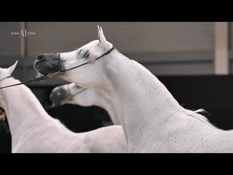 🇶🇦⁣ KATARA INTERNATIONAL ARABIAN HORSE FESTIVAL 2022 - Teaser