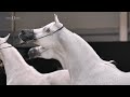 ⁣ KATARA INTERNATIONAL ARABIAN HORSE FESTIVAL 2022 Teaser