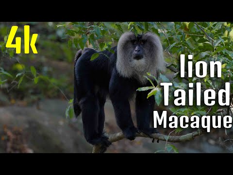 lion tailed macaque | Animals 4k videos