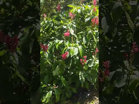 muy lindo paisaje en Morelia caqueta para disfrutar