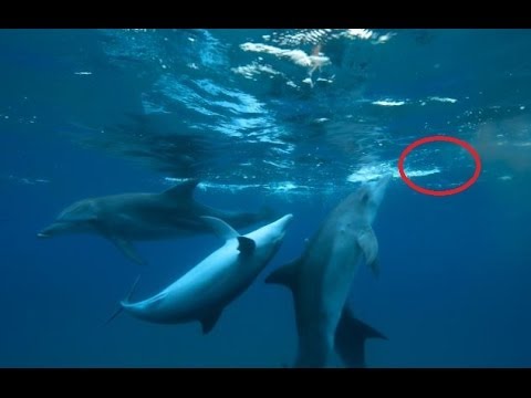 Dolphins Getting High On Pufferfish