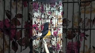 Download lagu PANCINGAN MAUT 99% BIKIN CEPAT NYAUT | Murai batu Borneo gacor #shorts mp3