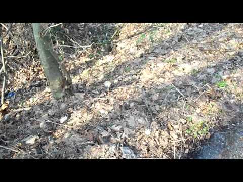 Unrat am Flugplatz Niershorst (1/2)