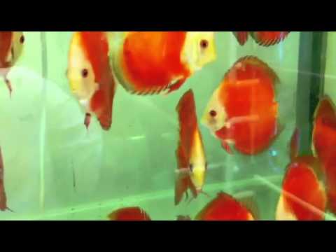Red melon discus fish at majestic aquariums