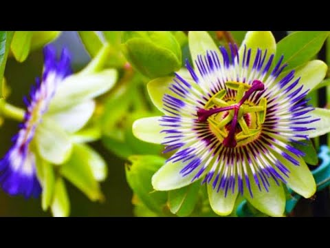 Njihuni me efektet ÇUDIBËRËSE të lules së pasionit, ja efektet e saj në shëndetin tuaj…