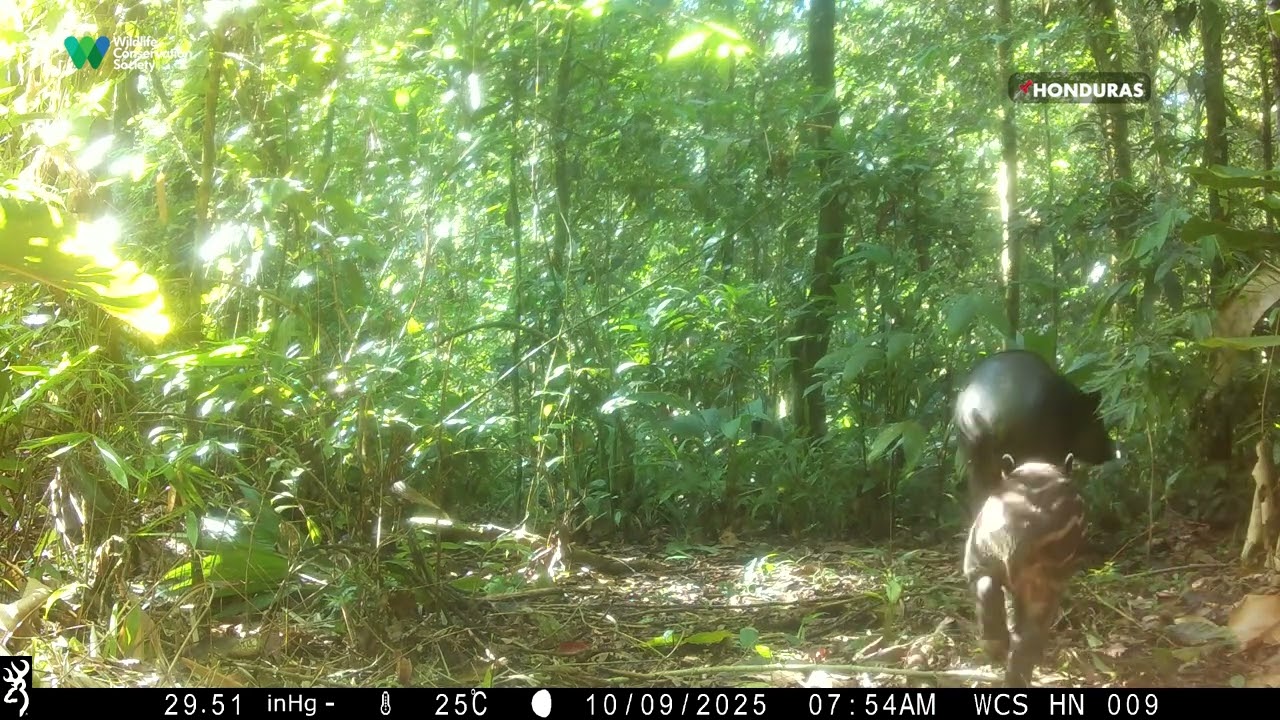 Un tapir avanza junto a su cría en la Moskitia, Honduras | Día Mundial del Tapir