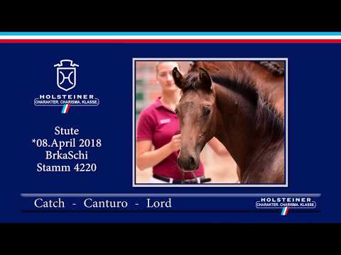 1. Holsteiner ONLINE-Fohlenauktion | Nr. 5 v. Catch - Canturo