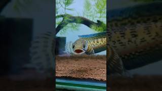 Download lagu CHANNA AURANTI MACULATA ±17cm MANGAP-MANGAP #CHANNA #AURANTI #PREDATORFISH #SNAKEHEAD mp3