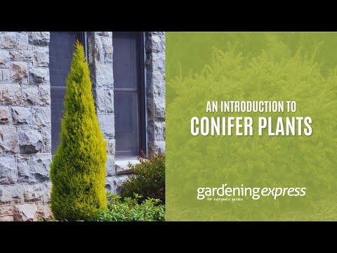 An Introduction to Conifers - Gardening Express
