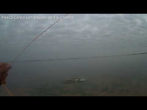Pesca de carpa con equipo de fly casting, en Balneario Cochico- Guamini- Buenos Aires