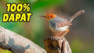 Download lagu TERBUKTI AMPUH !!! SUARA PRENJAK BETINA MEMANGGIL JANTAN 100% COCOK UNTUK PIKAT & PANCINGAN mp3