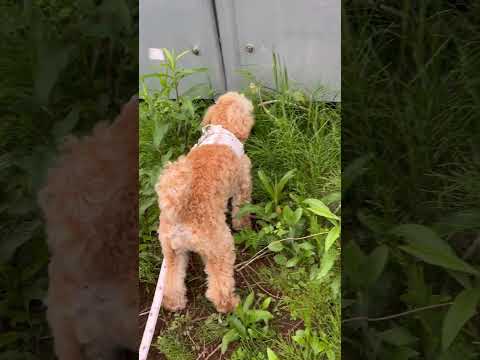 経営学科 草むらに何か発見したトイプードル9ヶ月 #toypoodle #トイプードル