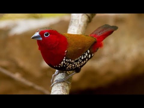 Amadka Petersova (Hypargos niveoguttatus) — video o speve a chove