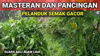 Download lagu Suara Asli Pelanduk Semak Gacor Di Alam Liar Paling Ampuh Buat Pancingan & Masteran mp3 Download lagu Suara Asli Pelanduk Semak Gacor Di Alam Liar Paling Ampuh Buat Pancingan & Masteran mp3