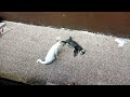 Poor Gray Cat Attacked By White Tomcat