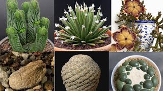 Succulents Show & Tell Livestream