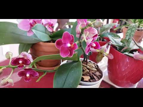 MAY 2021 IN BLOOM ❤❤❤