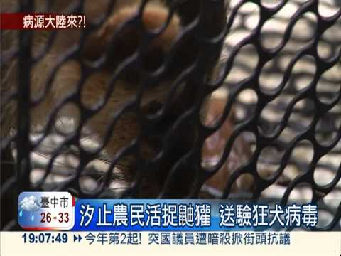 4隻鼬獾確認狂犬病 病源疑大陸