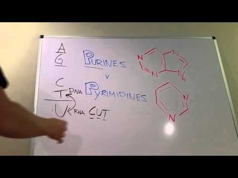 Purines vs. Pyrimidines