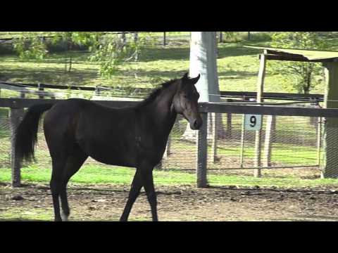 Canny Lad Colt - 3/4 brother to He's No Pie Eater, dual Group 1 winner