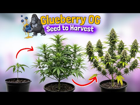 Unser KOMPLETTER GROW der GLUEBERRY OG & Co. 🦍🫐