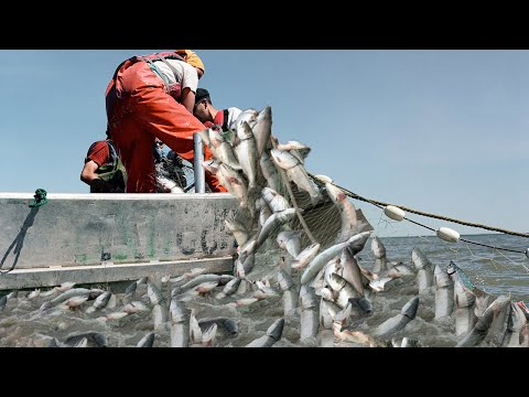 Amazing Biggest Gill net Fishing Line Catch Fish - Most Satisfying Big Catch Salmon on the Bay