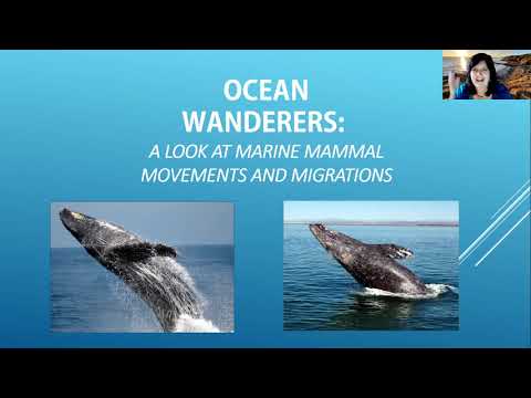 Ocean Wanderers - Dianne Alps