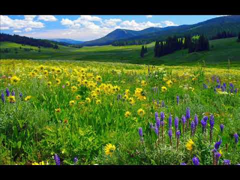 Caravelli Orchestra  Звездное лето