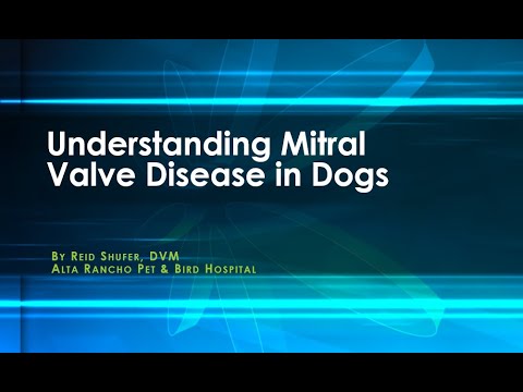 Understanding Mitral Valve Disease in Dogs