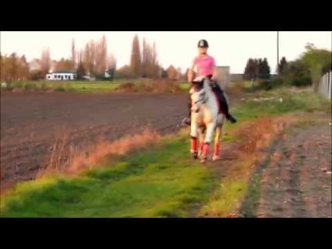 Cerdin ❤ *HD* /Tag am Stall