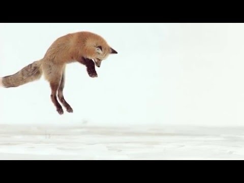 Fox Dives Headfirst Into Snow (In Slow Motion)