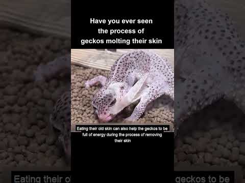 Have you ever seen the process of gecko molting their skin? #rescue #animals #wildlife
