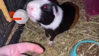 Other Rodents Videos
