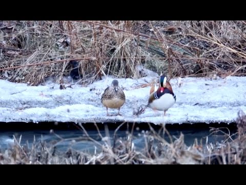 Kačica mandarínska (Aix galericulata) — samec pri toku v severovýchodnej Číne