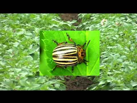 Delta Agrar - Zaštita krompira od štetočina
