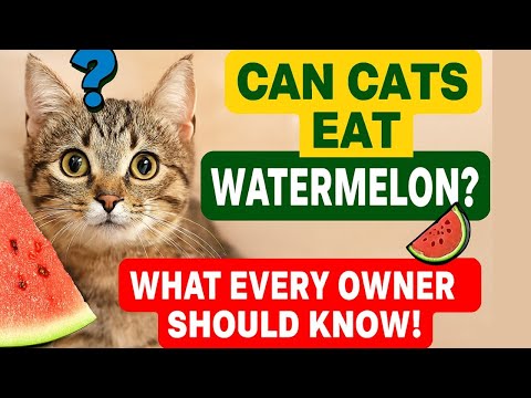 Can Cats Eat Watermelon? 🍉 What Every Owner Should Know!