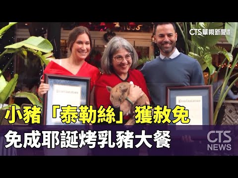 小豬「泰勒絲」獲赦免　免成耶誕烤乳豬大餐