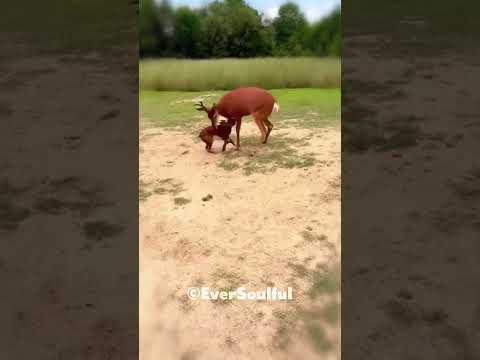 This Dog Loves His Mama Deer So Much 💖