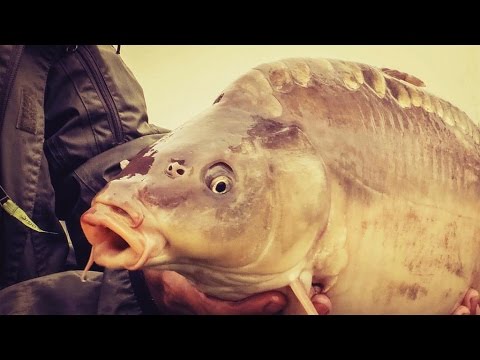 SBS Carp Fishing Quick Tips – How to mix a Method Feeder Groundbait?