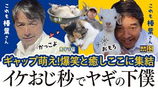 【ギャップ萌え】 #国民民主党 #榛葉賀津也 #ヤギ   切り抜き