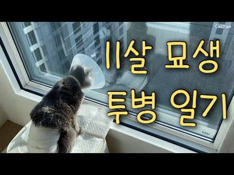 11살 고양이 복막염에 걸리고 생긴일..